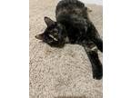 Adopt Delilah a Domestic Mediumhair / Mixed (short coat) cat in Richland Hills