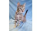 Adopt Frankie a Tiger Striped Domestic Shorthair (short coat) cat in Hornell