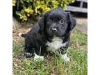 Adopt Mittens a Black - with White Pomeranian / Jack Russell Terrier / Mixed dog