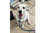 Adopt Kane (Mall of NH) a White - with Brown or Chocolate Mixed Breed (Medium) /