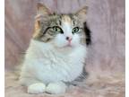 Adopt Fireball a Calico or Dilute Calico Domestic Mediumhair (medium coat) cat