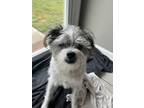 Adopt Gale a White - with Black Mutt / Mixed dog in Grandview, MO (41467808)