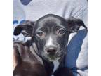 Adopt Alfred a Black - with White Labrador Retriever / Border Collie / Mixed dog