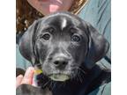 Adopt Alice a Black - with White Labrador Retriever / Beagle / Mixed dog in