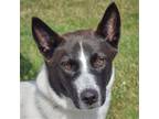 Adopt Angel a White - with Black Border Collie / Cattle Dog / Mixed dog in