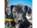 Adopt Arnold a Black - with White Labrador Retriever / Border Collie / Mixed dog