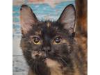 Adopt Avery a Tortoiseshell Domestic Shorthair / Mixed (short coat) cat in