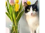 Adopt Purrmione Granger a Black & White or Tuxedo Domestic Shorthair / Mixed cat