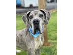 Adopt Thanos a Merle Great Dane dog in Maryville, TN (41467846)
