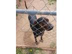 Adopt Jo Jo a Brindle Plott Hound / Mixed dog in Leicester, NC (41137088)