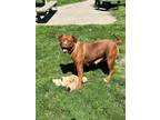 Adopt Truffles a Red/Golden/Orange/Chestnut Pit Bull Terrier / Mixed dog in