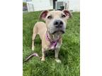 Adopt Apollo a Tan/Yellow/Fawn Black Mouth Cur / Pit Bull Terrier / Mixed dog in