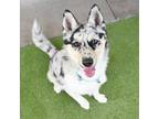 Adopt Gypsy a Pomeranian / Husky / Mixed dog in St. Petersburg, FL (41467834)
