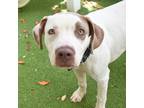Adopt Cake a Catahoula Leopard Dog / Mixed dog in St. Petersburg, FL (41467833)