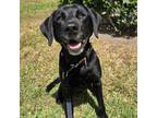 Adopt BATMAN a Labrador Retriever / Mixed dog in Palm City, FL (41467829)