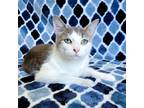 Adopt Opal a Gray, Blue or Silver Tabby Domestic Shorthair (short coat) cat in