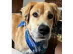 Adopt Sunny a Tan/Yellow/Fawn - with White Golden Retriever / Great Pyrenees /