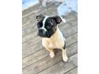 Adopt Checkers a Black - with White Boxer / Boston Terrier / Mixed dog in
