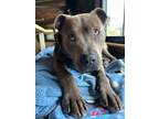 Adopt Rocky a American Staffordshire Terrier / American Pit Bull Terrier / Mixed