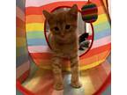 Adopt Tango 5/5 a Domestic Shorthair / Mixed (short coat) cat in Detroit