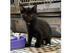 Adopt Quincy 4/5 a Domestic Shorthair / Mixed (short coat) cat in Detroit