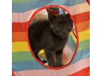 Adopt Smokey 3/5 a Domestic Shorthair / Mixed (short coat) cat in Detroit