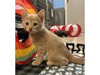 Adopt Jasper 2/5 a Domestic Shorthair / Mixed (short coat) cat in Detroit