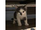 Adopt Oliver 1/5 a Domestic Shorthair / Mixed (short coat) cat in Detroit