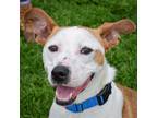 Adopt Carson a Red/Golden/Orange/Chestnut - with White American Staffordshire