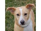 Adopt Doug a Tan/Yellow/Fawn - with White Sheltie, Shetland Sheepdog / Corgi /