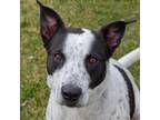 Adopt Goku a Black - with White Cattle Dog / Pointer / Mixed dog in Huntley