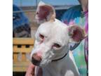Adopt Ivory a White Jack Russell Terrier / Dachshund / Mixed dog in Huntley