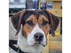 Adopt Jerry a Tricolor (Tan/Brown & Black & White) Treeing Walker Coonhound /
