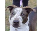 Adopt Nikko a Brown/Chocolate - with White Cattle Dog / Labrador Retriever /