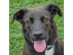 Adopt Sally a Black - with White German Shepherd Dog / Labrador Retriever /