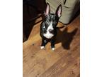 Adopt Sammy a Black Mutt / Mixed dog in Austin, TX (41467805)