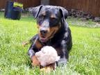 Adopt Nutmeg a Rottweiler dog in Windsor, CO (41317472)