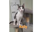 Adopt Kelly a Domestic Shorthair / Mixed (short coat) cat in Rome, GA (39783850)