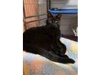 Adopt Lightning a Domestic Shorthair / Mixed (short coat) cat in Saint Albans