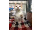 Adopt Milo a Domestic Shorthair / Mixed (short coat) cat in Saint Albans