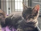 Adopt Wilson a Domestic Shorthair / Mixed (short coat) cat in Saint Albans