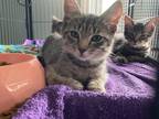 Adopt Lucien a Domestic Mediumhair / Mixed (medium coat) cat in Saint Albans