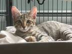 Adopt Redmond a Domestic Shorthair / Mixed (short coat) cat in Saint Albans