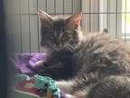 Adopt Theodore a Domestic Longhair / Mixed (long coat) cat in Saint Albans
