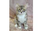 Adopt Echo a Gray, Blue or Silver Tabby Domestic Mediumhair (medium coat) cat in