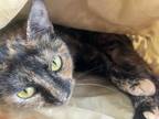 Adopt Billie a Domestic Shorthair / Mixed (short coat) cat in Saint Albans