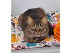 Adopt Frazier a Brown Tabby Domestic Longhair / Mixed (long coat) cat in Bay