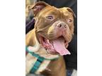 Adopt KELSO - DOG AND KID FRIENDLY! a Brown/Chocolate - with White English