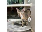 Adopt ANNA BELLE a Tortoiseshell Domestic Shorthair / Mixed (short coat) cat in