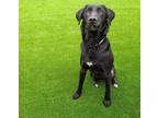 Adopt WILLIE a Black Labrador Retriever / Mixed dog in Murfreesboro